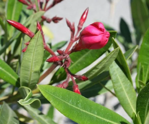 Leander Vendeghaz בית הארחה 3*